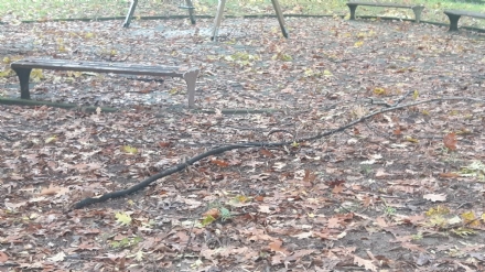 VENARIA - Protestano i genitori: «Poca sicurezza al parco di corso Garibaldi»