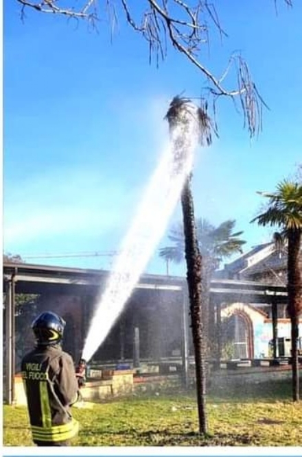 RIVOLI - Vandali ancora in azione: bruciata una palma al parco Salvemini. È la terza volta che succede - FOTO