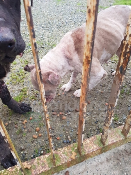 CASELLE - Abbandonati, senza cibo da venti giorni e feriti: salvati due cani