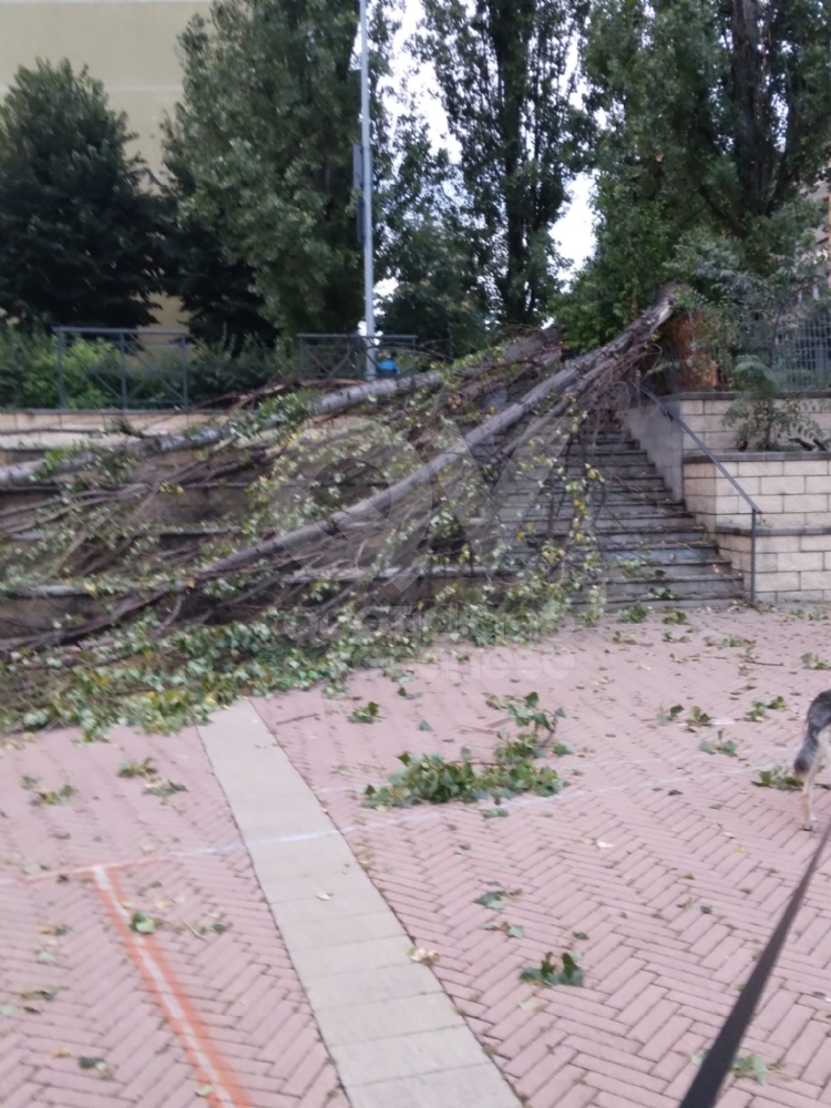 MALTEMPO A COLLEGNO - Chiusi alcuni accessi del cimitero, danni al Campo Volo e a Villa Licia - FOTO