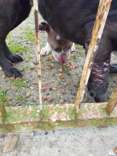 CASELLE - Abbandonati, senza cibo da venti giorni e feriti: salvati due cani