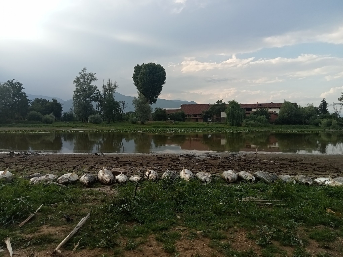 SHOCK A PIANEZZA - Tra incuria e siccità, quanti pesci morti nel lago Fontanej - FOTO
