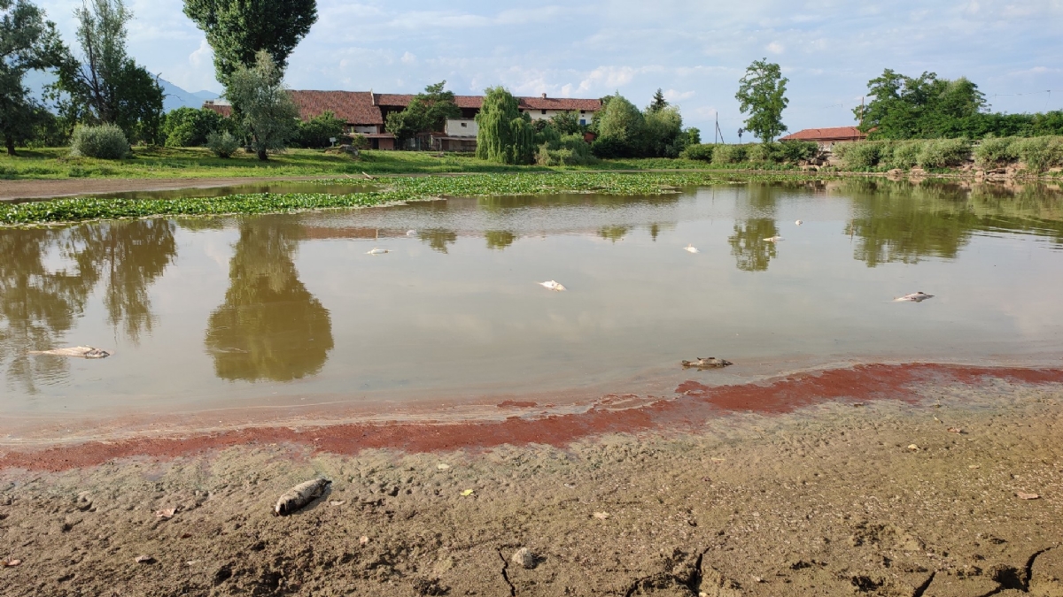 SHOCK A PIANEZZA - Tra incuria e siccità, quanti pesci morti nel lago Fontanej - FOTO
