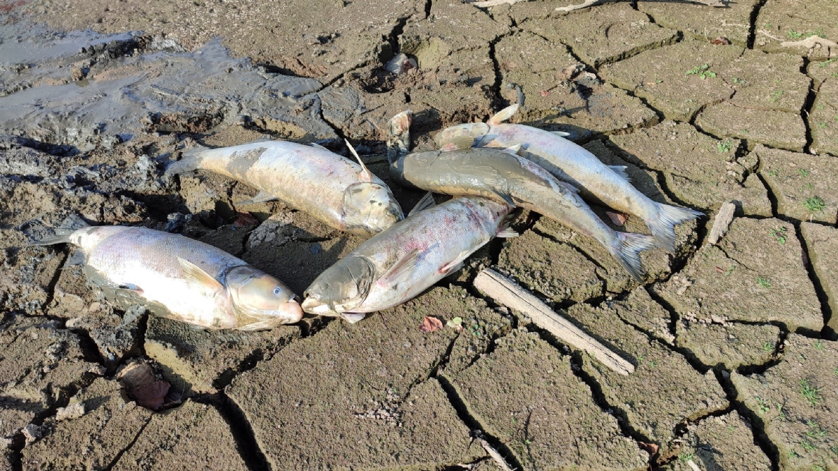 SHOCK A PIANEZZA - Tra incuria e siccità, quanti pesci morti nel lago Fontanej - FOTO