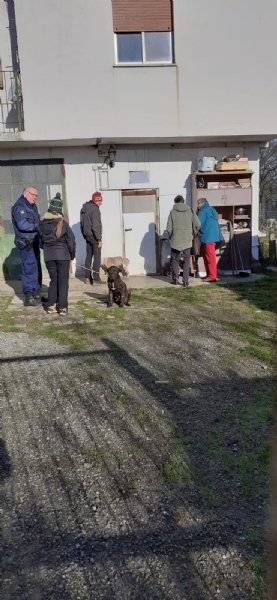CASELLE - Abbandonati, senza cibo da venti giorni e feriti: salvati due cani
