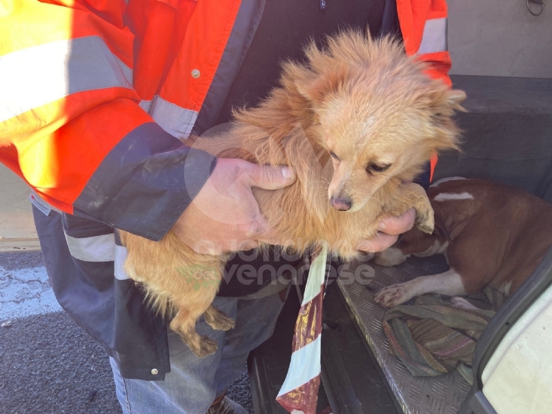 TANGENZIALE DI TORINO - Due cani salvati dalla polizia stradale: uno è stato investito da un furgone