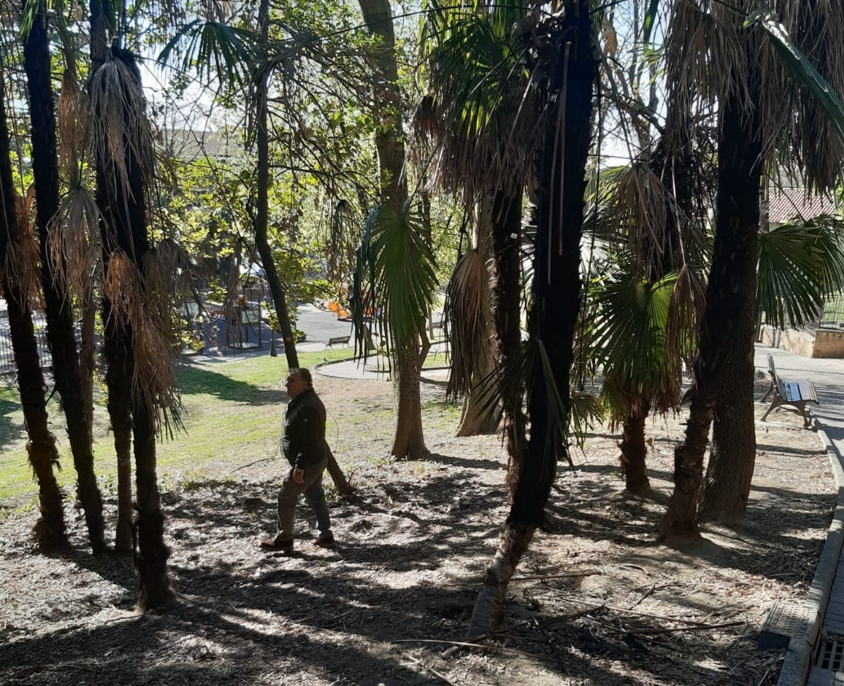 RIVOLI - Vandali in azione al parco Turati: bruciate 12 palme - FOTO