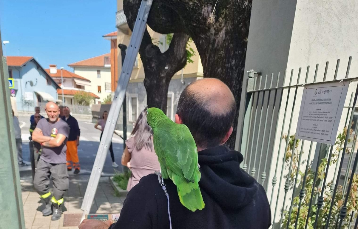 DRUENTO - Pappagallo scappa di casa: ritrovato e salvato dai vigili del fuoco - FOTO