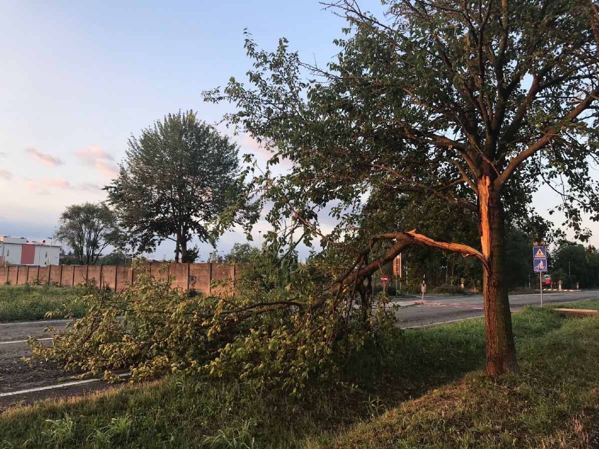 GRANDINATA A VENARIA - Danneggiata la De Amicis, caduti decine di alberi, auto rovinate. Giulivi: «Chiederemo la calamità naturale» - FOTO