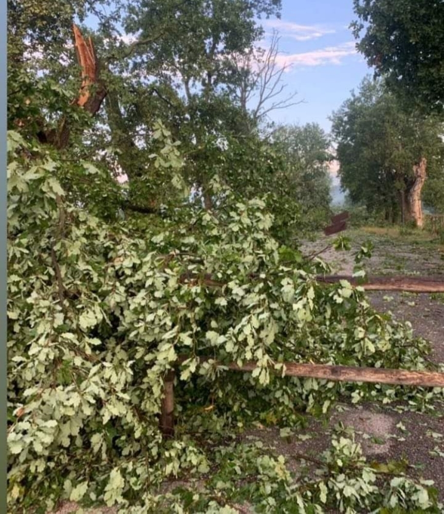 CHIUSO IL PARCO LA MANDRIA - A causa del maltempo: tecnici a lavoro per ripristinare le condizioni di sicurezza - FOTO