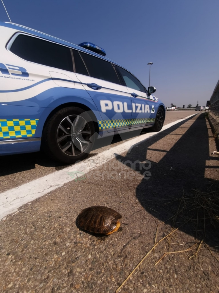 TARTARUGA ABBANDONATA in tangenziale dentro a un sacchetto di plastica: salvata dalla Polizia stradale - FOTO