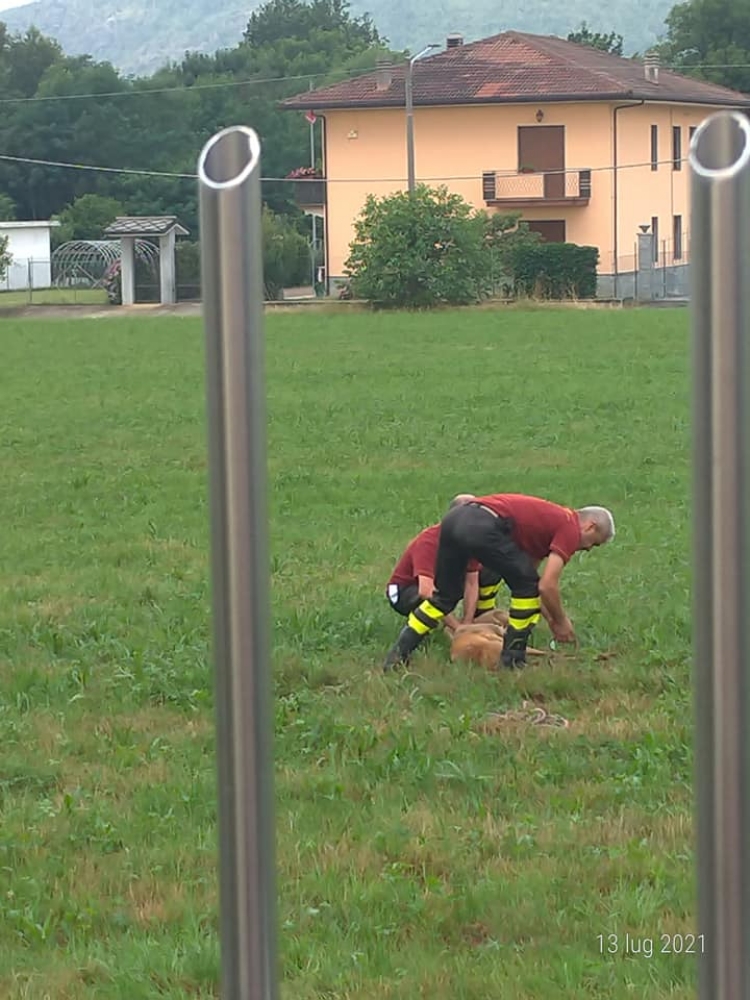 FIANO-GIVOLETTO - Capriolo incastrato tra le sbarre: salvato a Fiano. Un altro morto a Givoletto
