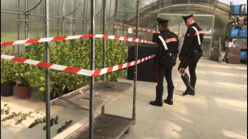 RIVOLI - Carabinieri chiudono il «vivaio della cannabis»: arrestati marito e moglie - FOTO E VIDEO