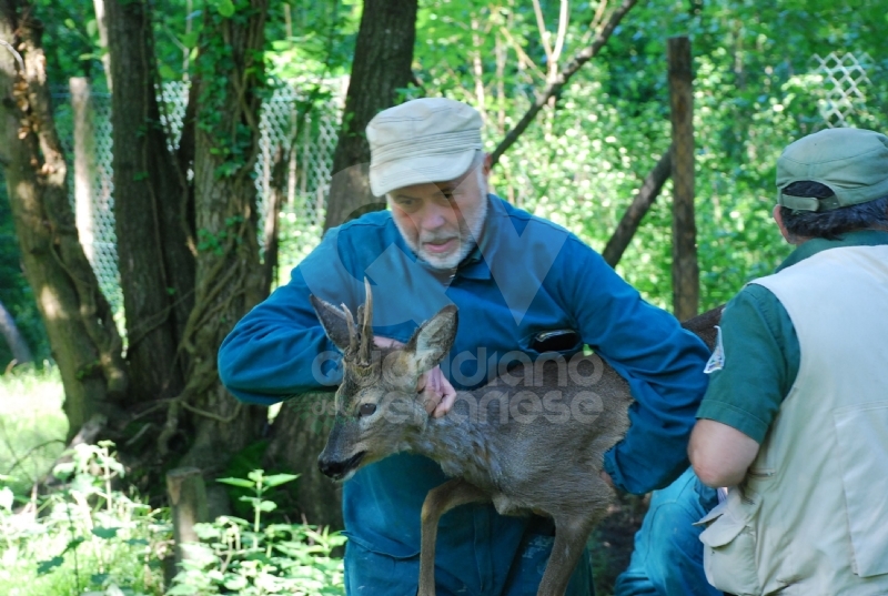 GRUGLIASCO - Liberati quattro giovani caprioli, curati dal Centro Animali Non Convenzionali
