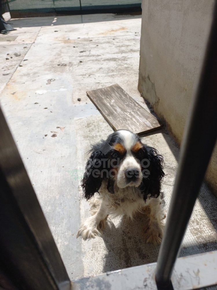 DRUENTO - Le guardie zoofile salvano un cane che viveva tra feci e immondizia - FOTO