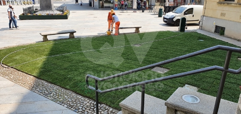 VENARIA - Rubate (e mangiate) alcune arance selvatiche ornamentali in piazza Vittorio Veneto