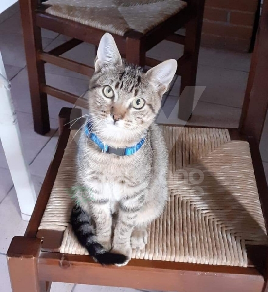 VENARIA - Si cerca Simba, gattino tigrato scappato la notte di San Silvestro: l'appello dei padroni