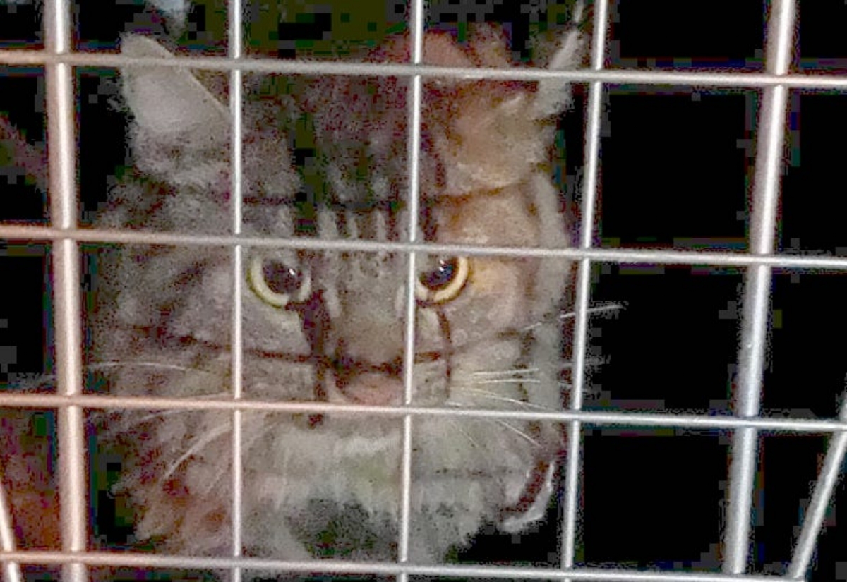 COLLEGNO - Gattino intrappolato nell'intercapedine di una cantina: salvato dai pompieri - FOTO