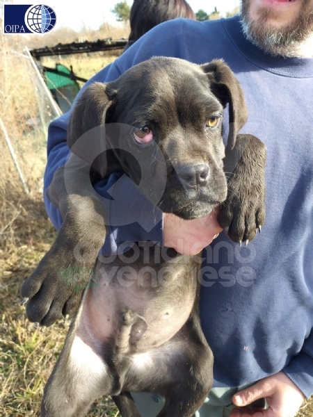 VAL DELLA TORRE - Cani denutriti e malati: chiuso un canile abusivo