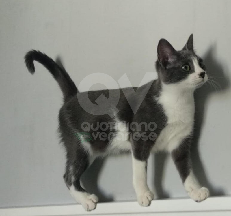 VENARIA - Si cerca Selina, gattina di sei mesi grigia e bianca, scappato in via Mensa - FOTO