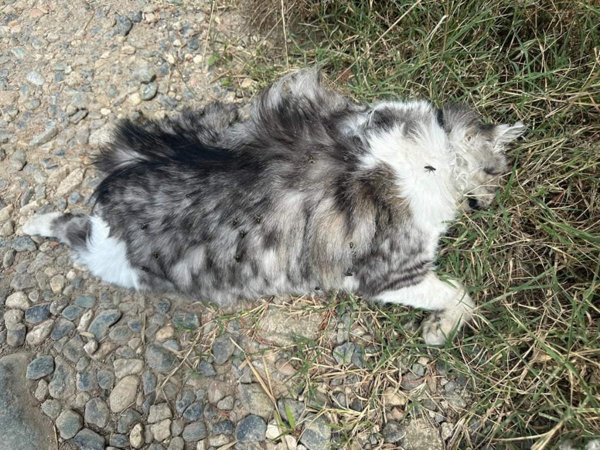 ORRORE A SAN GILLIO - Gattina uccisa e messa in un sacco nero: strangolata o impiccata? - FOTO