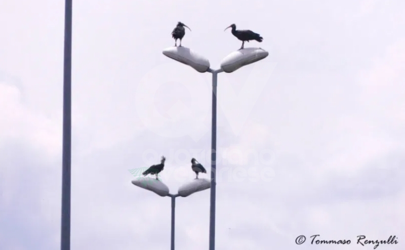 COLLEGNO - Esemplari di Ibis Eremita nell'area del Campo Volo e sui lampioni di viale Certosa