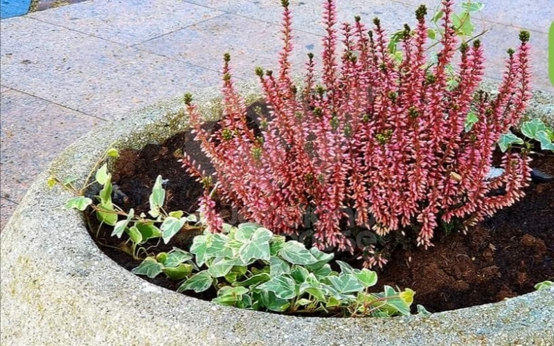 VENARIA - Il nuovo volto di piazza Pettiti: alberi e arbusti potati, fontana in funzione in primavera