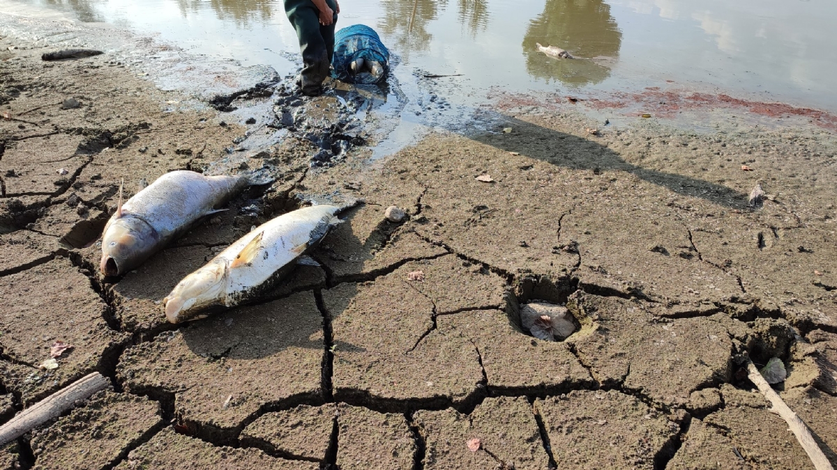 SHOCK A PIANEZZA - Tra incuria e siccità, quanti pesci morti nel lago Fontanej - FOTO