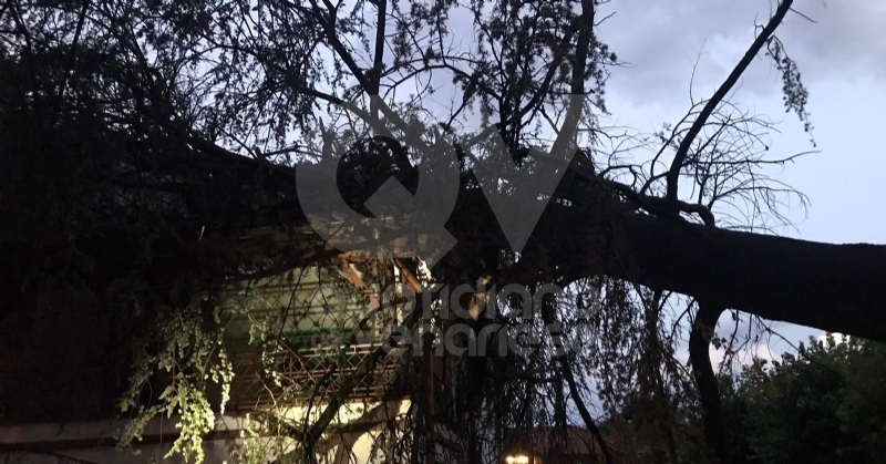 MAPPANO - Il forte vento fa cadere un albero di grosso fusto su una casa in via Meucci