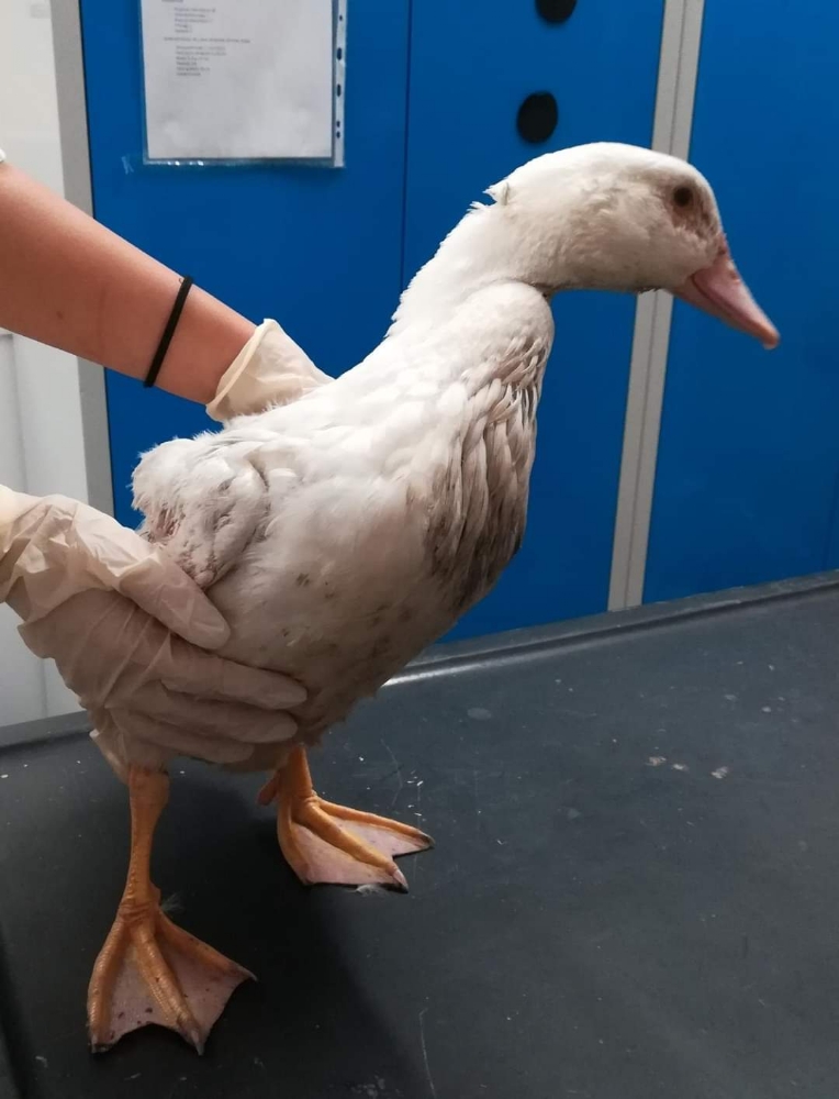 VENARIA-GRUGLIASCO – Anatra salvata dai sanitari del Canc e riaffidata al suo proprietario