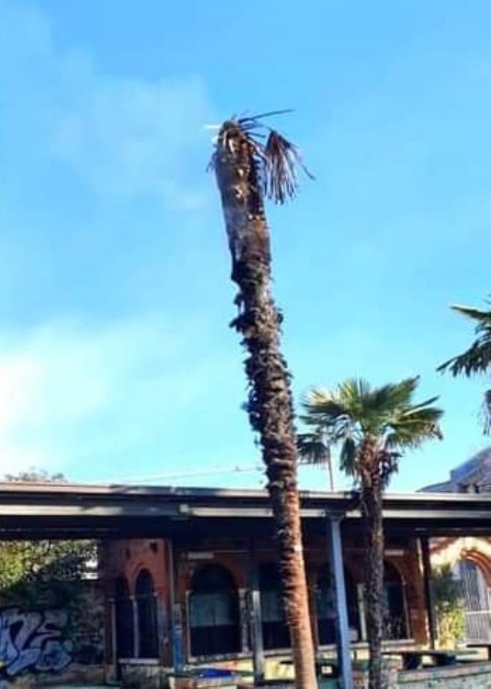 RIVOLI - Vandali ancora in azione: bruciata una palma al parco Salvemini. È la terza volta che succede - FOTO