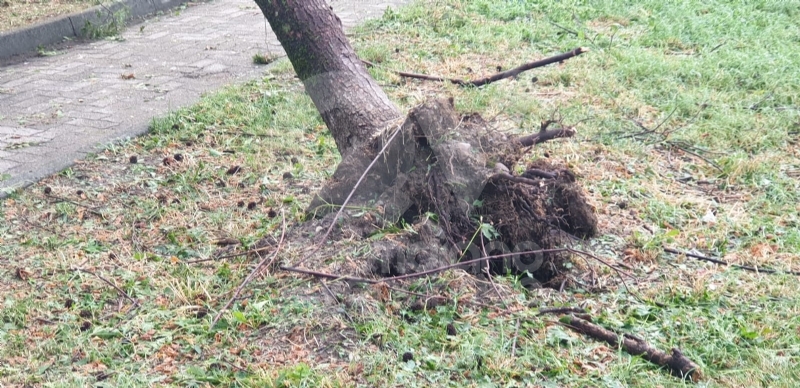 VENARIA-BORGARO-CASELLE-MAPPANO - Maltempo: tetti scoperchiati e alberi abbattuti
