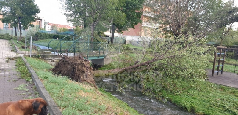 VENARIA-BORGARO-CASELLE-MAPPANO - Maltempo: tetti scoperchiati e alberi abbattuti
