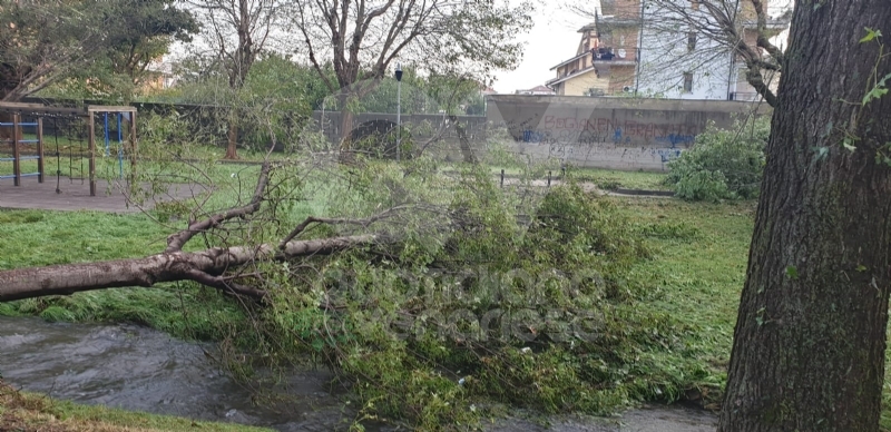VENARIA-BORGARO-CASELLE-MAPPANO - Maltempo: tetti scoperchiati e alberi abbattuti