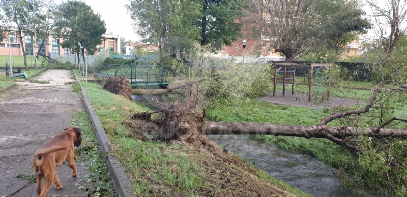 VENARIA-BORGARO-CASELLE-MAPPANO - Maltempo: tetti scoperchiati e alberi abbattuti