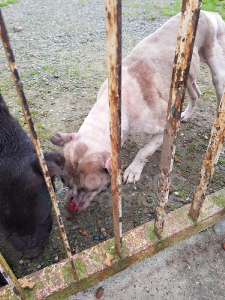CASELLE - Abbandonati, senza cibo da venti giorni e feriti: salvati due cani