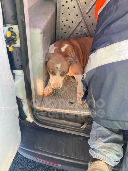 TANGENZIALE DI TORINO - Due cani salvati dalla polizia stradale: uno è stato investito da un furgone