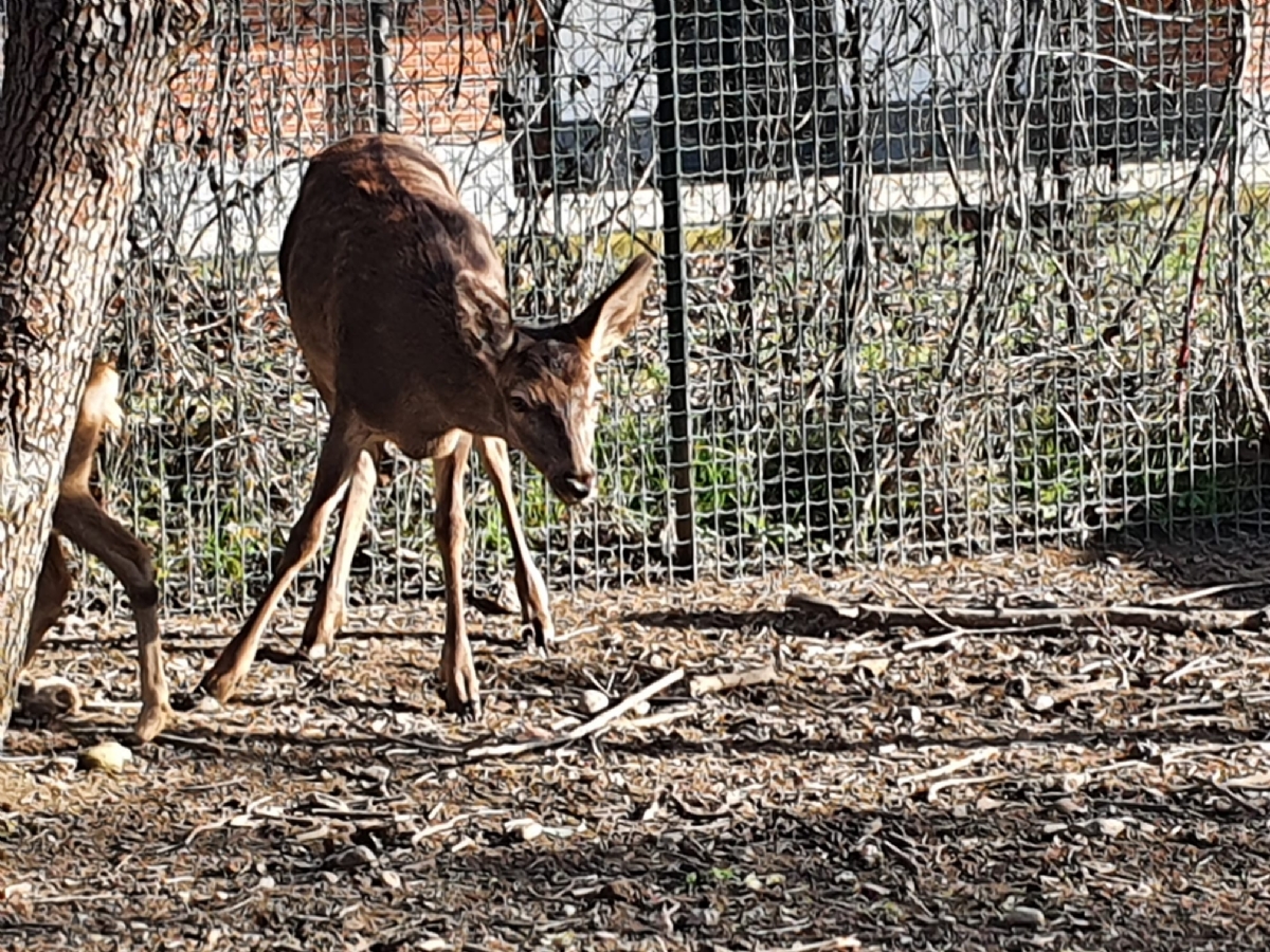 GRUGLIASCO - Salvati dal Canc tre giovani cervi e quattro caprioli - FOTO