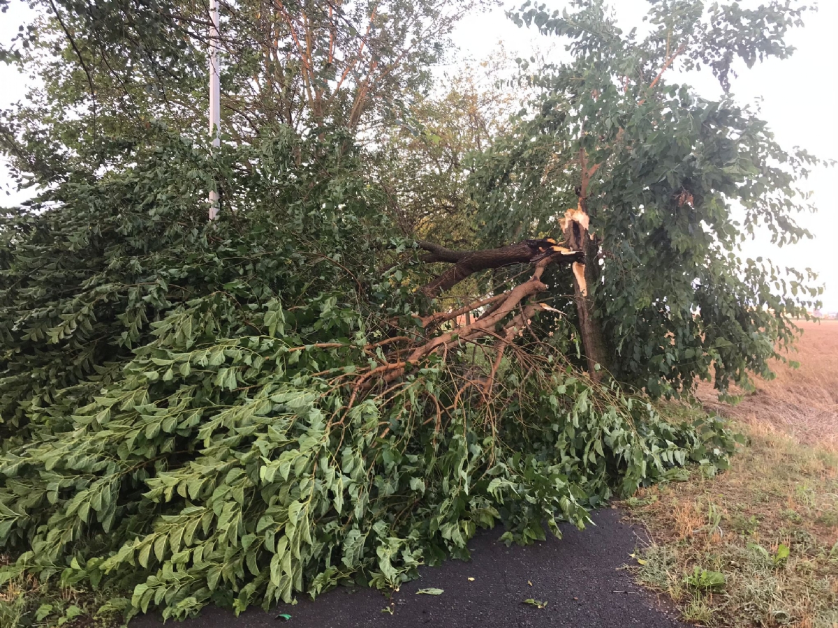 GRANDINATA A VENARIA - Danneggiata la De Amicis, caduti decine di alberi, auto rovinate. Giulivi: «Chiederemo la calamità naturale» - FOTO