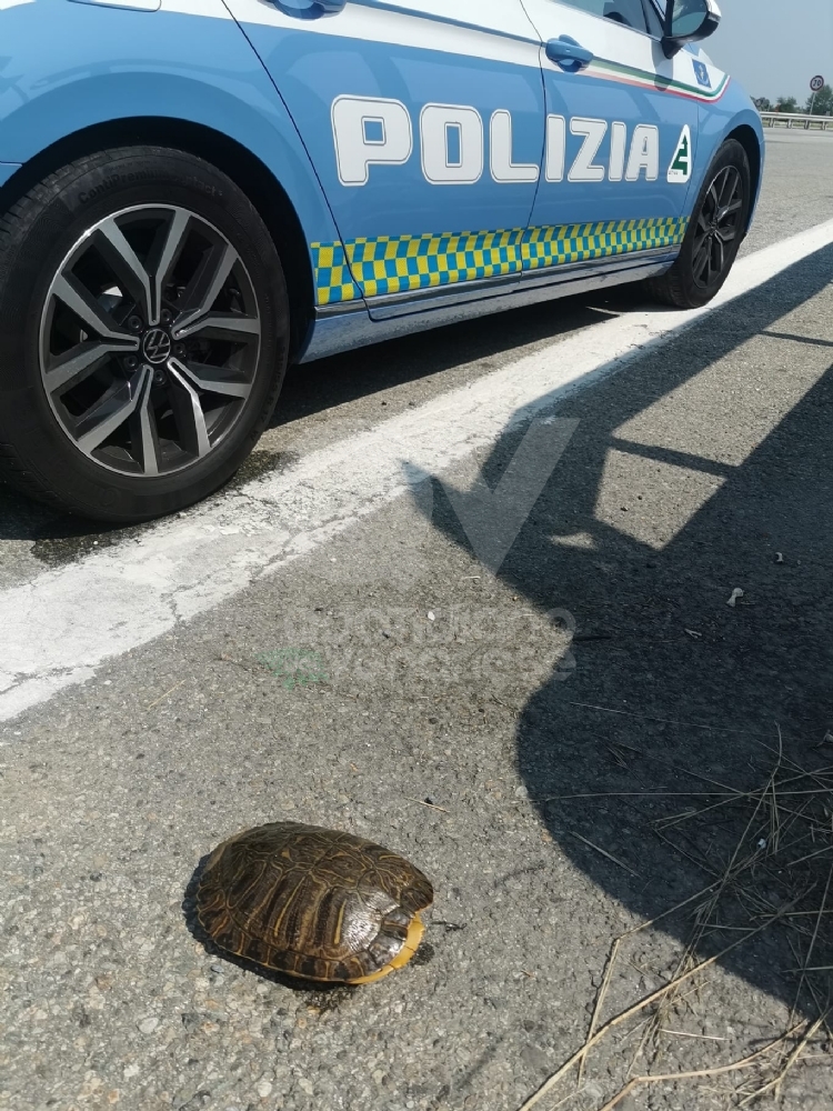 TARTARUGA ABBANDONATA in tangenziale dentro a un sacchetto di plastica: salvata dalla Polizia stradale - FOTO