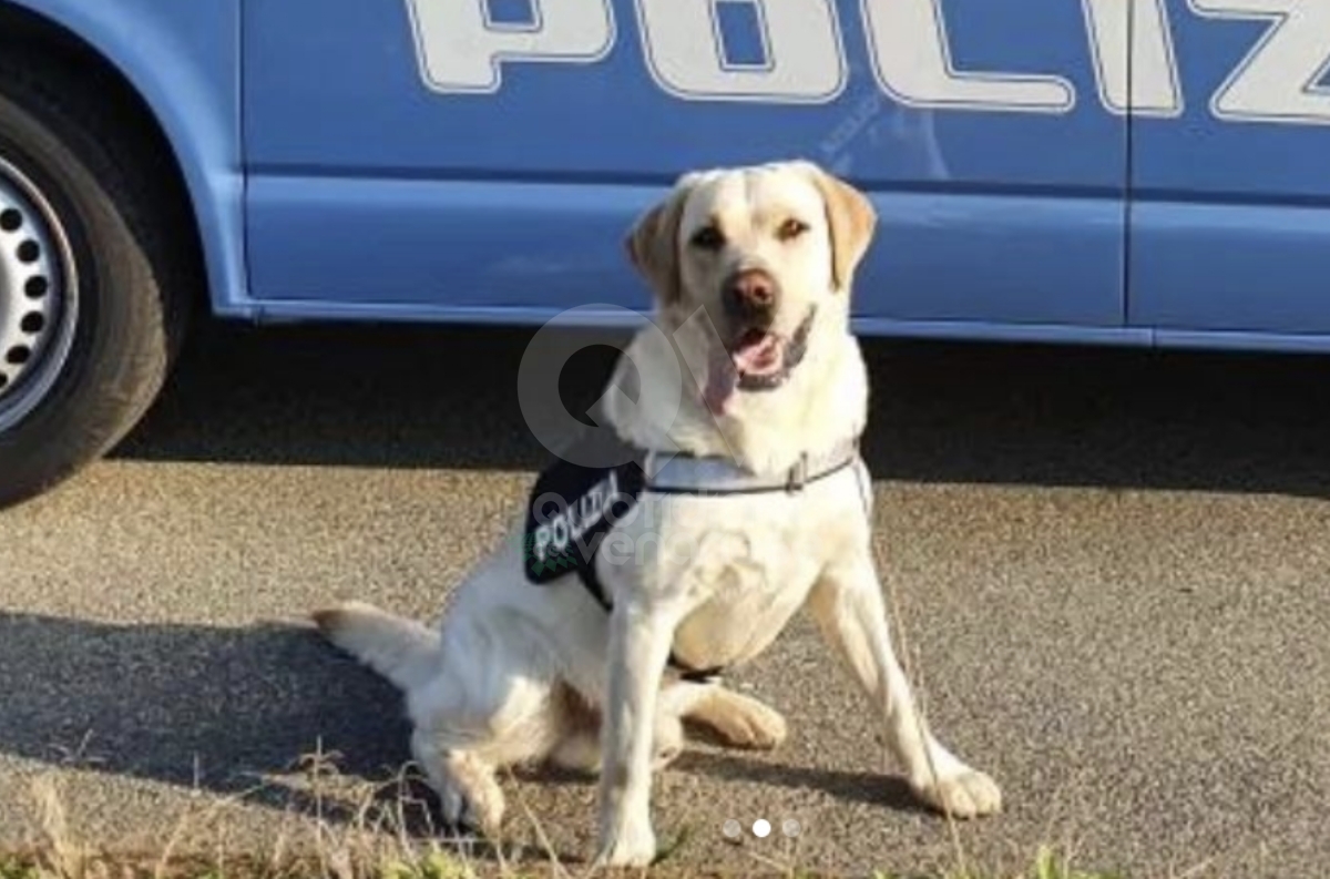 CASELLE - La Polizia di Stato dice addio all'agente a quattrozampe Aaron: aveva 7 anni - FOTO