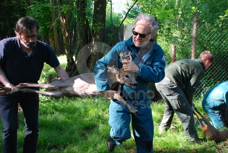 GRUGLIASCO - Liberati quattro giovani caprioli, curati dal Centro Animali Non Convenzionali
