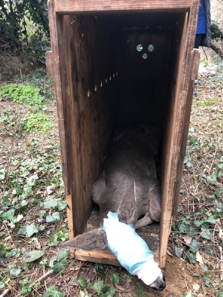 RIVOLI - Una giovane femmina di capriolo intrappolata nel cancello di una villetta - FOTO