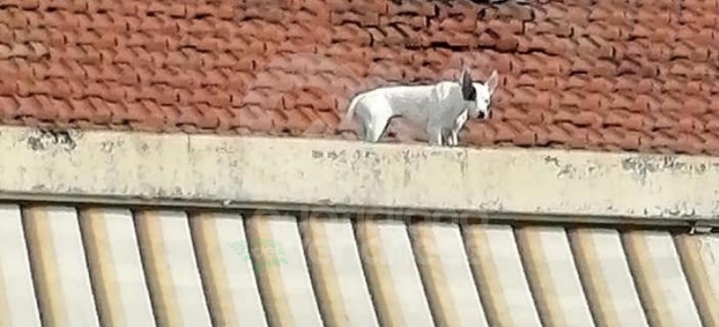 VENARIA - Il cagnolino si fa «un giro» sul tetto: salvato dal volontario di Agriambiente Torino