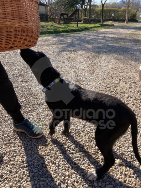 COLLEGNO - Bocconi avvelenati, squali bamboo messi in vendita e cani usati per l'elemosina