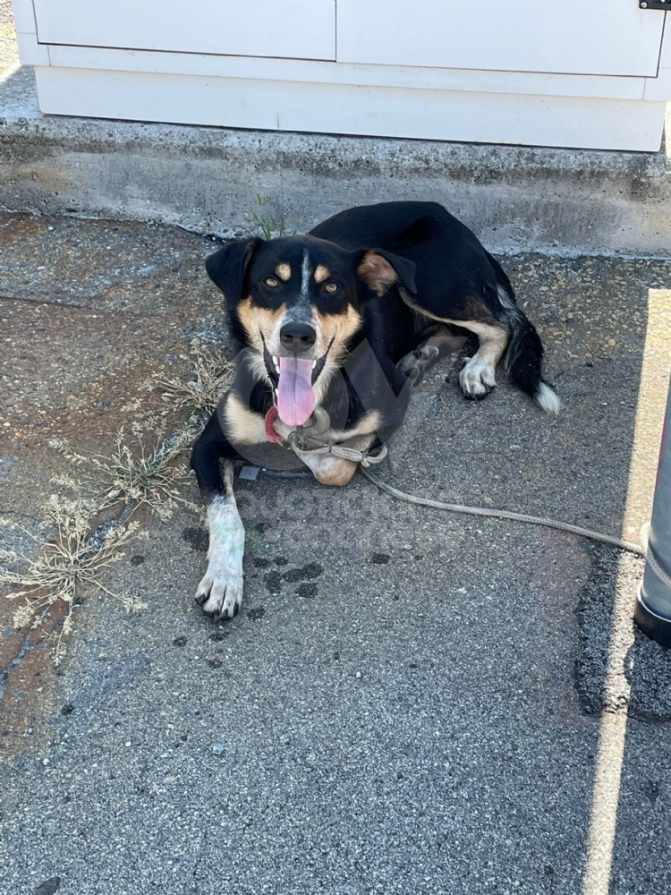 BORGARO - Cagnolino abbandonato vaga per la tangenziale: salvato dalla polizia stradale - FOTO