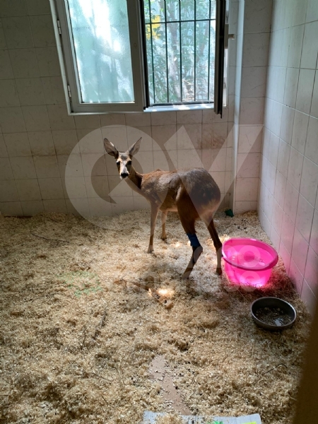 FIANO-GRUGLIASCO - Esemplare di capriolo salvato dal Canc dopo un incidente stradale