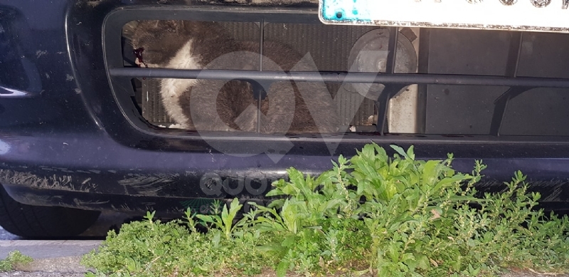 RIVOLI - Incastrato nel radiatore di una macchina: gatto salvato dai vigili del fuoco