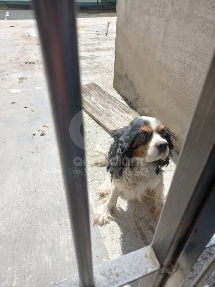 DRUENTO - Le guardie zoofile salvano un cane che viveva tra feci e immondizia - FOTO