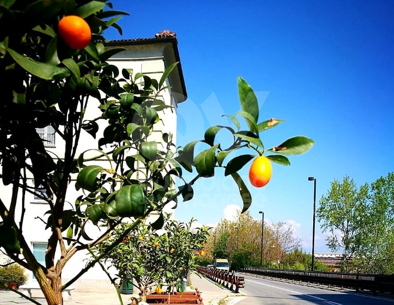 VENARIA - Rubate (e mangiate) alcune arance selvatiche ornamentali in piazza Vittorio Veneto